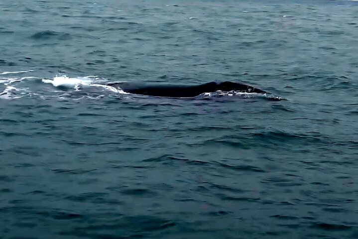 Cape Town Whale Watching Activity in Hermanus