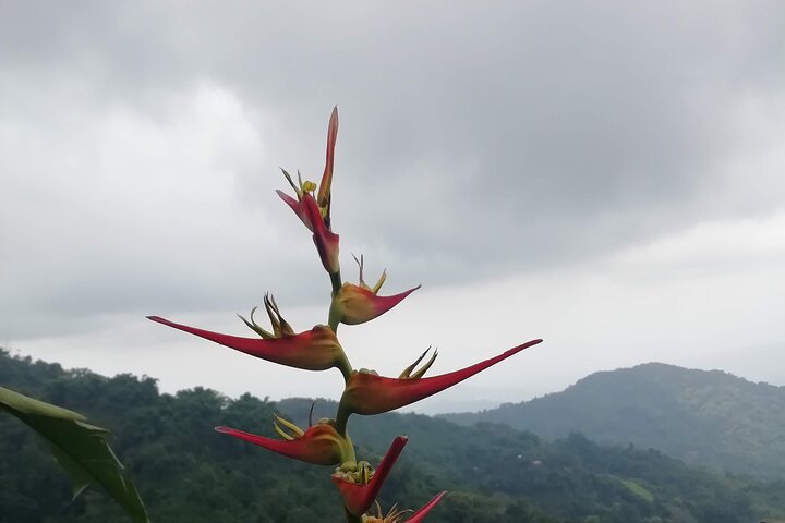 Private La Victoria Coffee Tour – Waterfalls & Minca