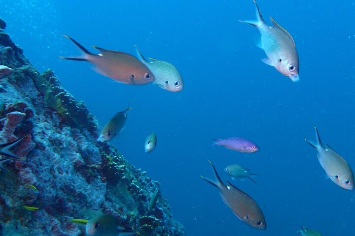 Anguilla Based:Scheduled 2-Tank Dive (Certified Divers)