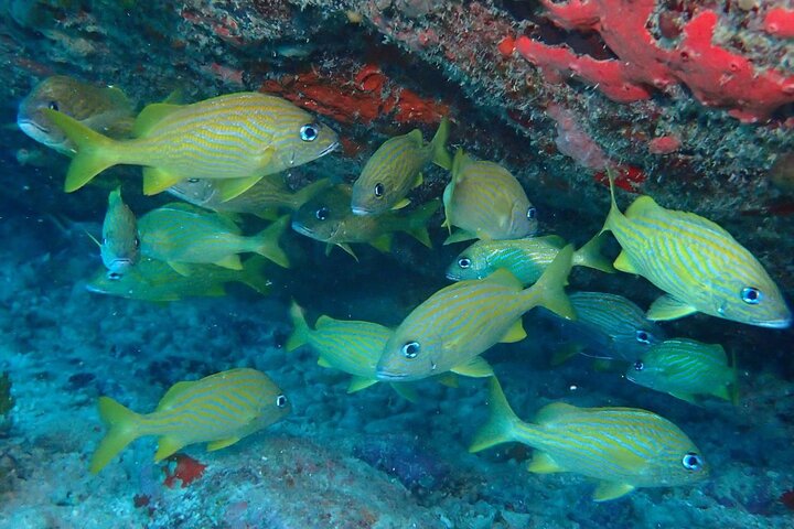 Anguilla Based:Scheduled 2-Tank Dive (Certified Divers)