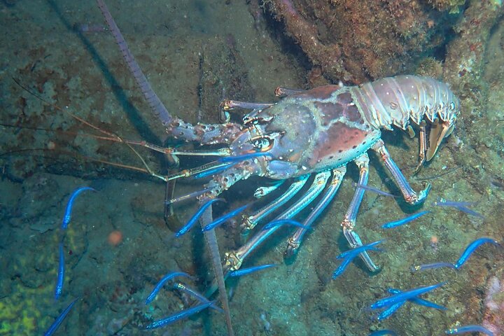 Anguilla Based:Scheduled 2-Tank Dive (Certified Divers)