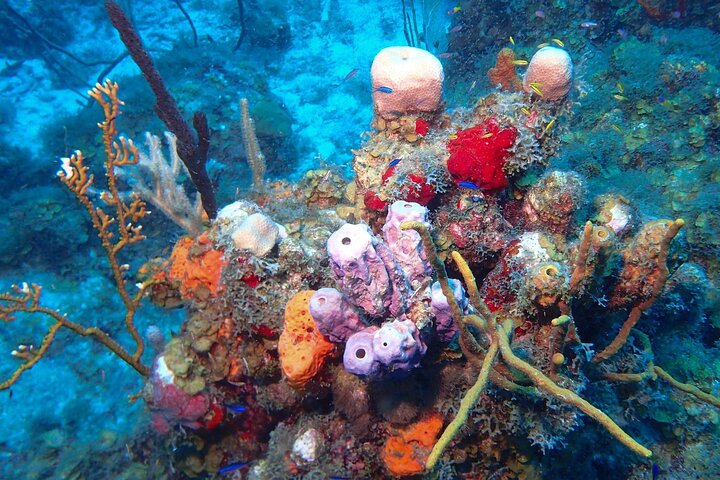 Anguilla Based:Scheduled 2-Tank Dive (Certified Divers)
