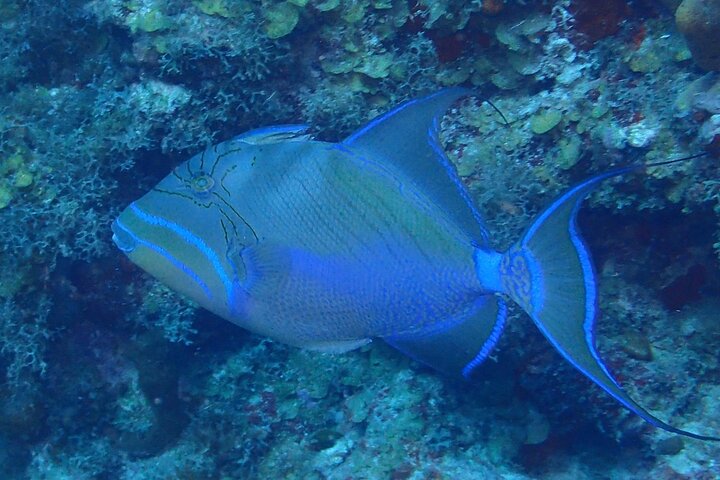 Anguilla Based:Scheduled 2-Tank Dive (Certified Divers)