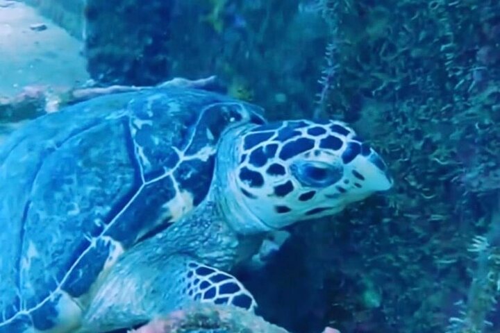 Anguilla Based:Scheduled 2-Tank Dive (Certified Divers)