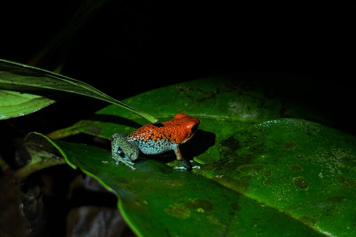 Night Walk in Puerto Jimenez Wildlife and Nature