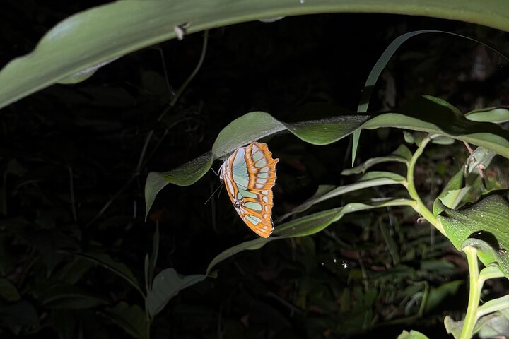 Night Walk in Puerto Jimenez Wildlife and Nature