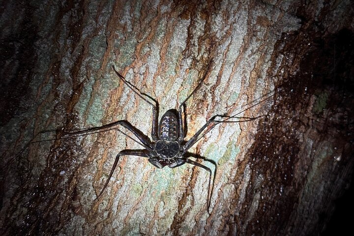 Night Walk in Puerto Jimenez Wildlife and Nature