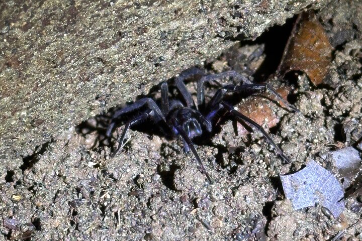Night Walk in Puerto Jimenez Wildlife and Nature