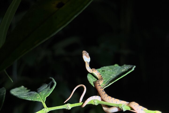 Night Walk in Puerto Jimenez Wildlife and Nature