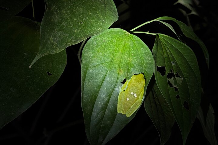 Night Walk in Puerto Jimenez Wildlife and Nature