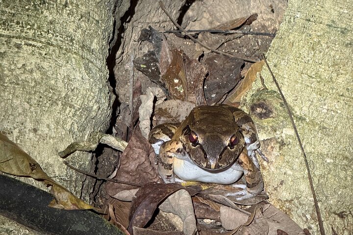Night Walk in Puerto Jimenez Wildlife and Nature