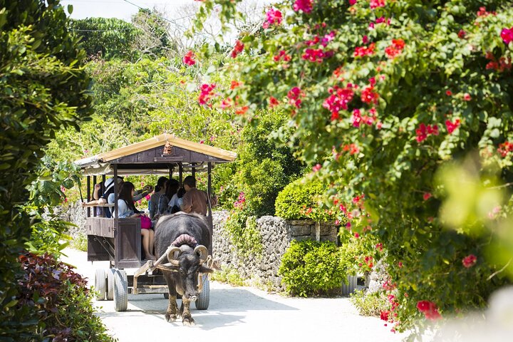 Ishigaki Mangrove Canoe or SUP & Taketomi Island Exploration