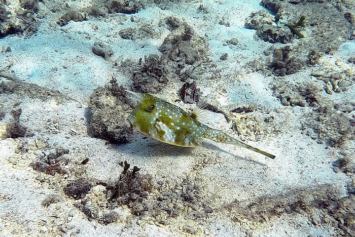 North Okinawa: Private Kayak & Snorkel Adventure