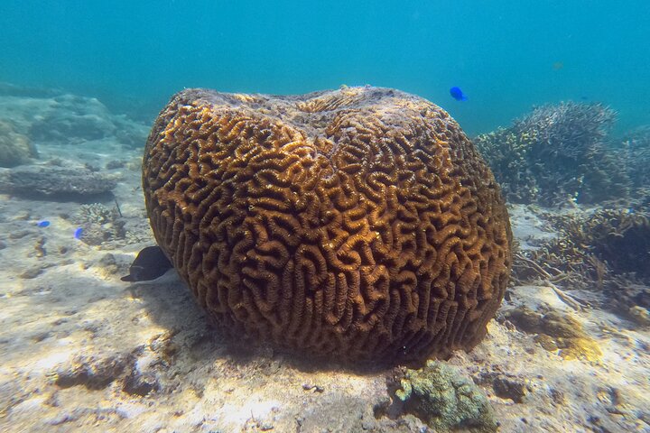 North Okinawa: Private Kayak & Snorkel Adventure