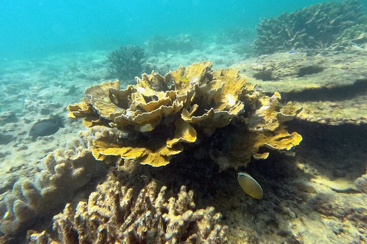 North Okinawa: Private Kayak & Snorkel Adventure