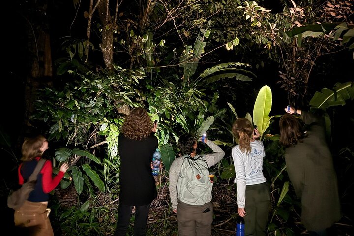 Night Walk in Puerto Jimenez Wildlife and Nature