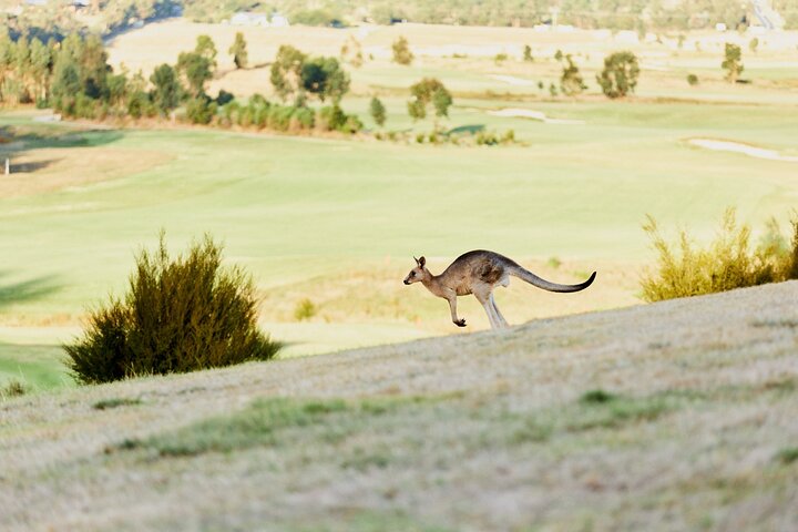 Yarra Valley Chandon Cheese & Sunset Kangaroos from Melbourne