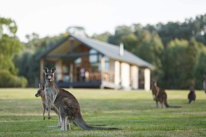 Yarra Valley Chandon Cheese & Sunset Kangaroos from Melbourne