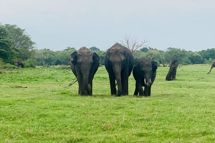 Minneriya National Park Half day Private Jeep Safari