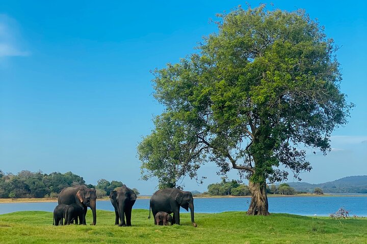 Minneriya National Park Half day Private Jeep Safari