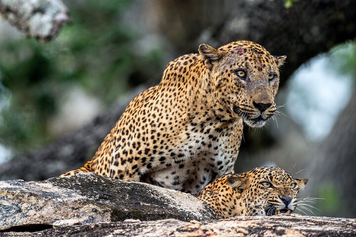 Yala National Park High-Luxury PRIVATE Tours with Entry Tickets