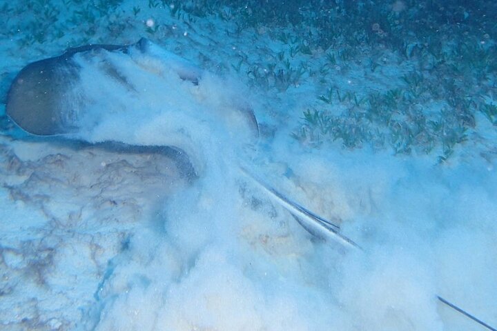 Anguilla Based: PADI Discover Scuba (Introductory Dive)
