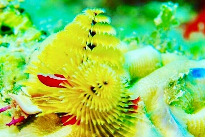 Anguilla Based: PADI Discover Scuba (Introductory Dive)