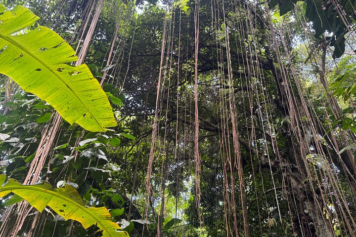 Scenic Hiking Trail Adventure of Montserrat