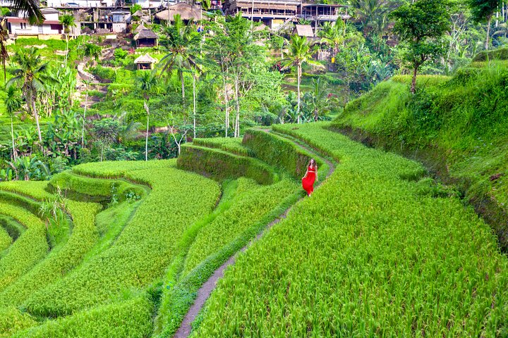 Ubud Private Tour: Waterfalls, Temple and Rice Terraces Swing