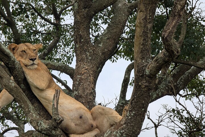 2 Days Murchison Falls 24hrs One Night Stay