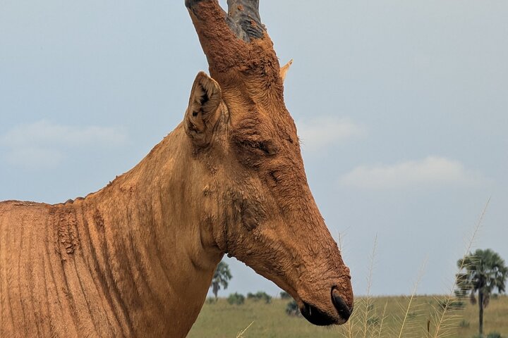 2 Days Murchison Falls 24hrs One Night Stay