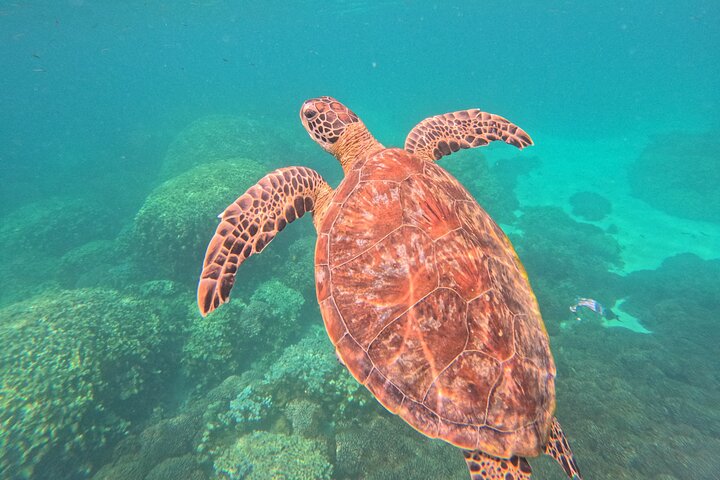 Daymaniyat Islands - Turtle Snorkel & Kayak Adventure