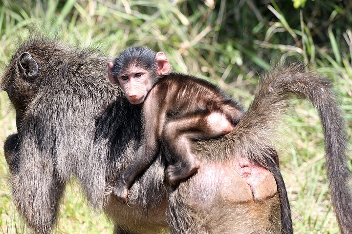 5 Day Kruger National Park tour
