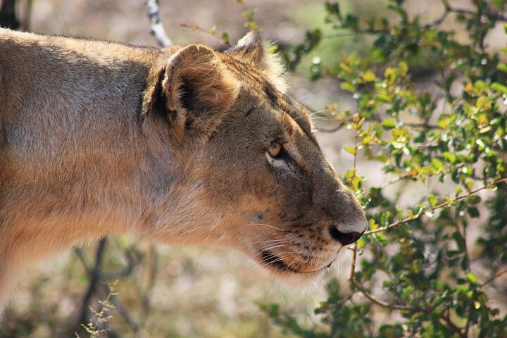 5 Day Kruger National Park tour