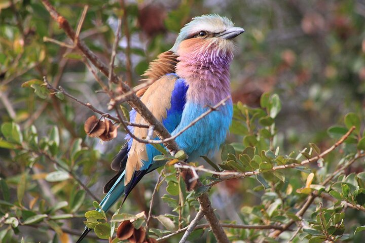 5 Day Kruger National Park tour