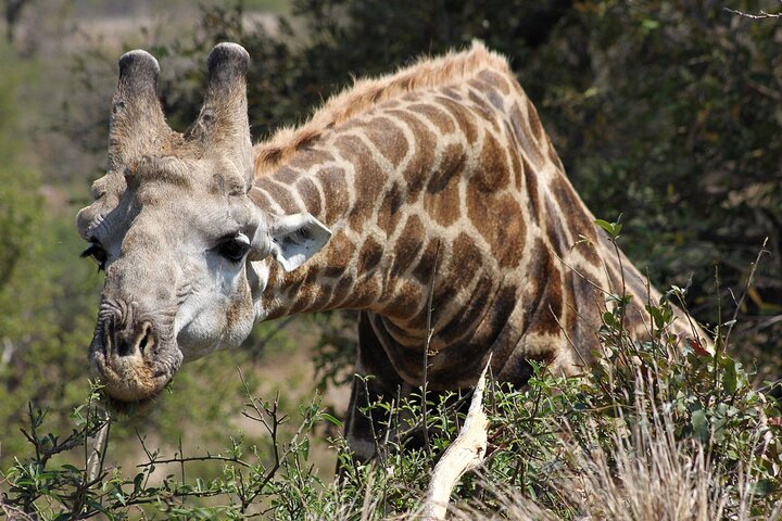 5 Day Kruger National Park tour