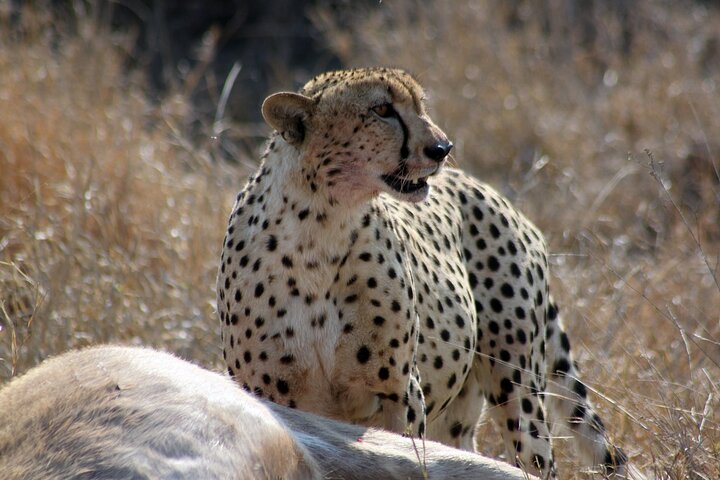 5 Day Kruger National Park tour