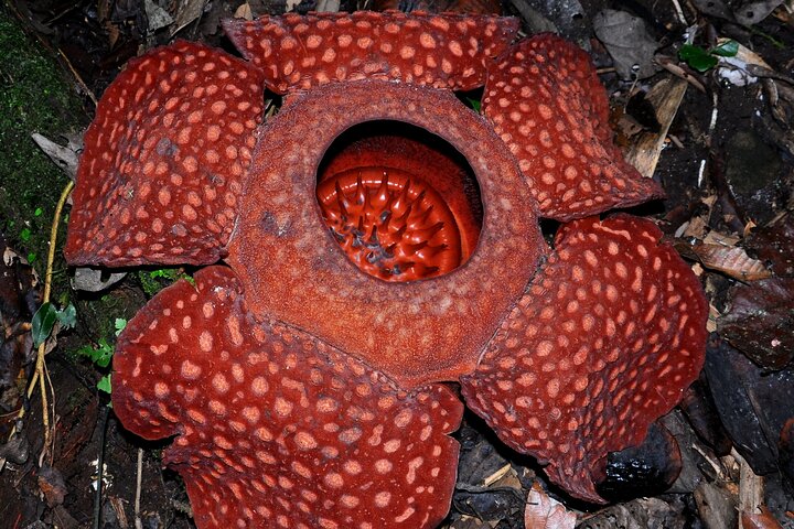 2 Days Private Tour to See Bull Race and Raflesia Arnoldi Flower