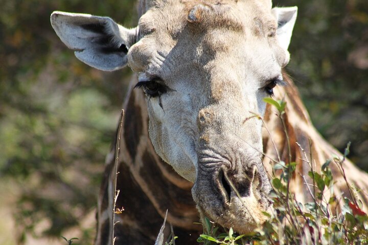 4 Day Kruger National Park Tour