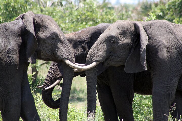 4 Day Kruger National Park Tour