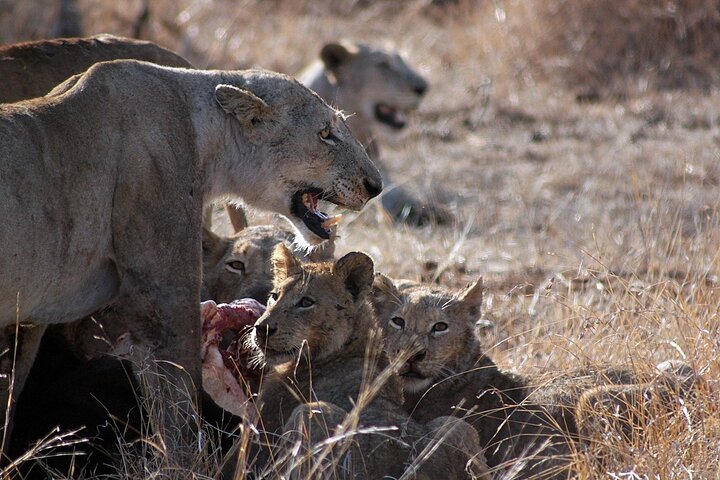 4 Day Kruger National Park Tour