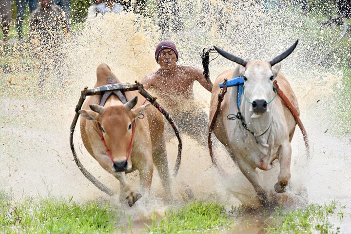 2 Days Private Tour to See Bull Race and Raflesia Arnoldi Flower