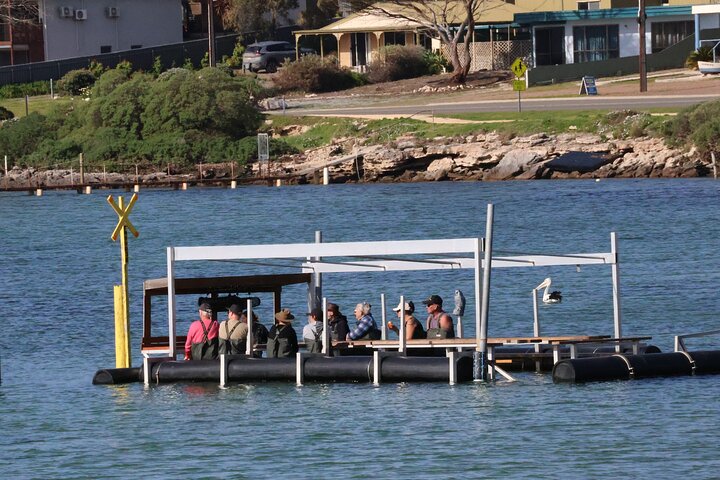 Coffin Bay Oyster Farm Wading Tour & Tasting Experience