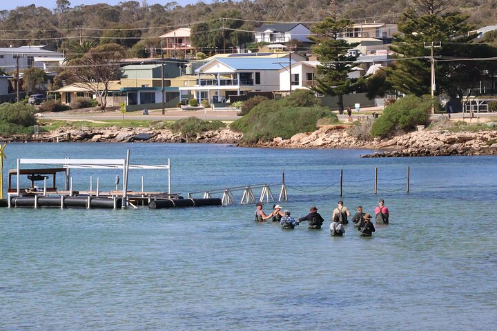 Coffin Bay Oyster Farm Wading Tour & Tasting Experience