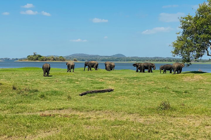 Minneriya National Park Half day Private Jeep Safari