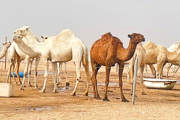 Full Day licensed Tours in Kuwait City & Desert PickUp & DropOff