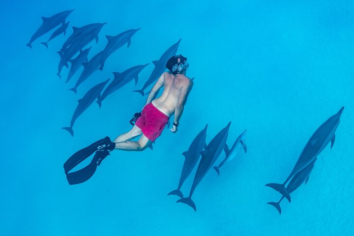 Shaab Samadai, Snorkeling Adventure & Coral Reef at Marsa Alam