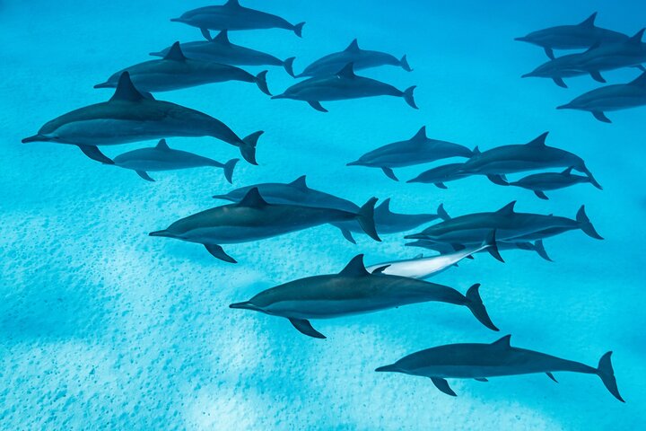 Shaab Samadai, Snorkeling Adventure & Coral Reef at Marsa Alam