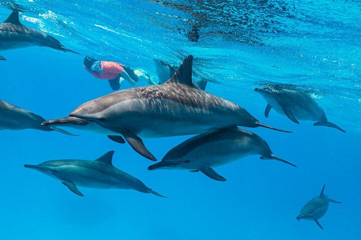 Shaab Samadai, Snorkeling Adventure & Coral Reef at Marsa Alam