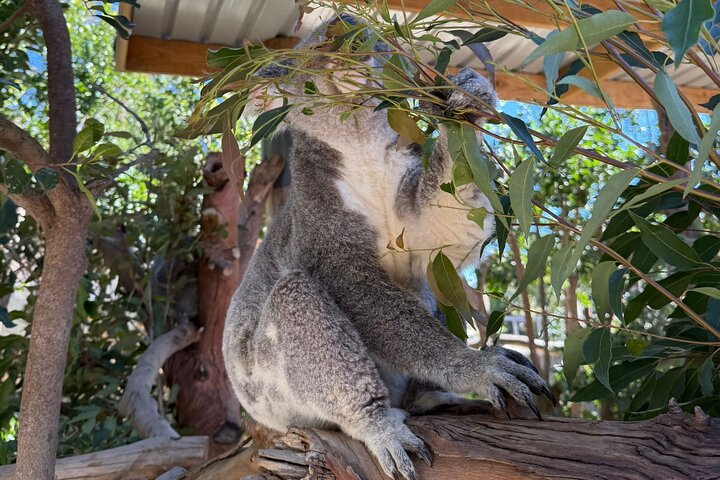 Blue Mountains Small Group All Inclusive with Local Guide